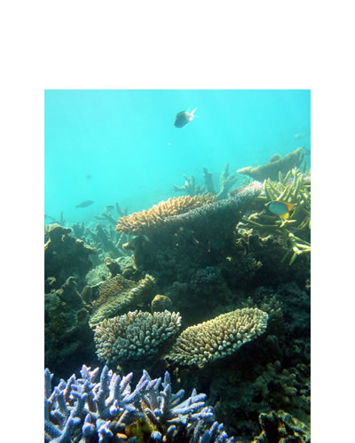 En esta fotografía se pueden observar algunos peces nadando en un arrecife de coral. El coral en la parte frontal es de color azul con ramificaciones. En la parte posterior  se observan corales con forma de yunque y de astas de varios colores.
